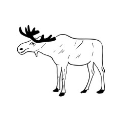 Vector sketch hand drawn silhouette of a moose, line art 