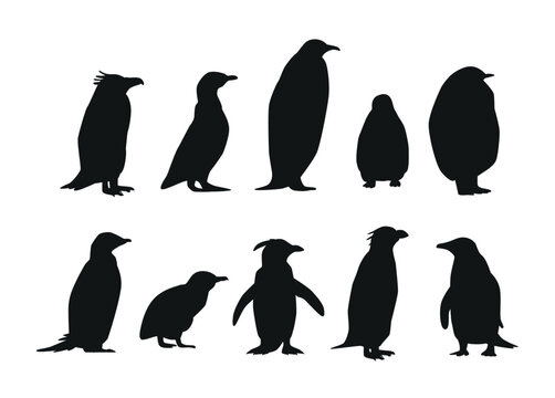 Set of Penguins Various Species Black Silhouettes. Emperor, Adelie, Gentoo, Rockhopper, King and Macaroni, Fluffy