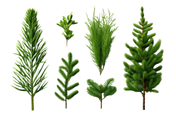 Assorted leaves fir tree, pine leaves set / collection, isolated natural green design elements for Christmas, holiday, nature or winter backgrounds and layouts, cut PNG, top view - flat.