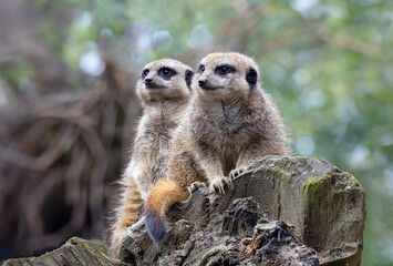 Two Meerkats on the lookout sitting on a log