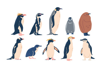 Penguins Various Species, Emperor, Adelie, Gentoo, Rockhopper And King Penguins. They Vary In Size, Habitat And Markings