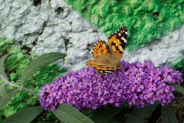Painted Lady (Vanessa cardui) butterfly perched on summer lilac in Zurich, Switzerland