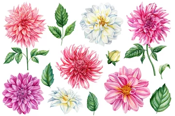 Fotobehang Tropische planten Beautiful watercolor dahlia flowers and leaves set isolated on white background, botanical painting, delicate flowers