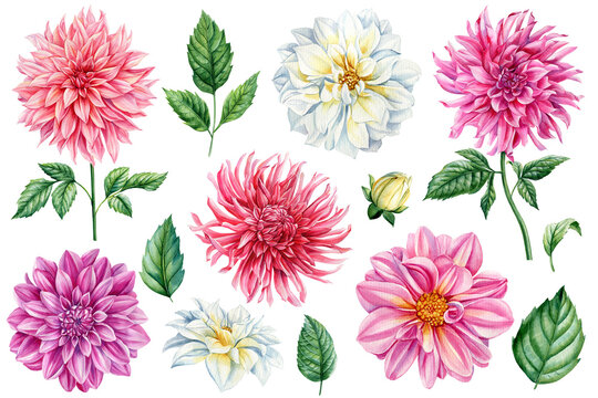 Beautiful watercolor dahlia flowers and leaves set isolated on white background, botanical painting, delicate flowers