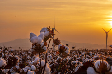 Cotton field at sunset, in the last light of the day