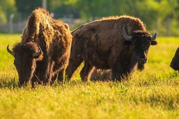 buffalo in the meadow