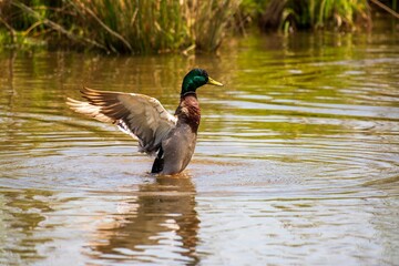 Male Mallard flapping wings on a pond