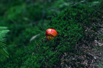 fly mushroom in grass