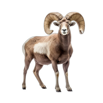 ram isolated on transparent or white background