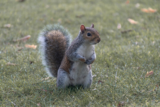 Retrato de ardilla en un parque