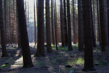 Autumn forest in the Netherlands