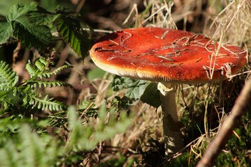 Mushroom forest, Autumn in the Netherlands