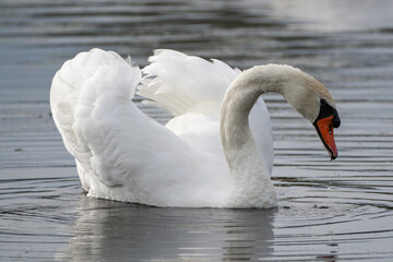 swan on the lake