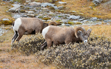 Two bighorn sheep grazing in the Canadian Rockies