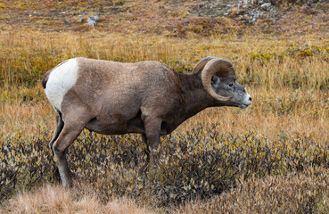 bBghorn sheep grazing in the Canadian Rockies