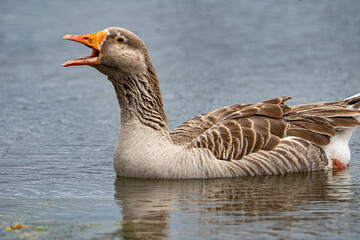 pato