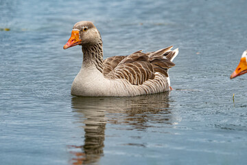 pato