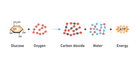 Cellular Respiration Equation Scientific Design. Vector Illustration.