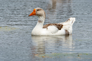 pato