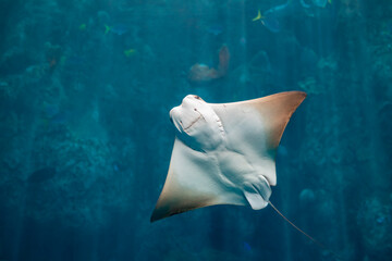 Cownose Ray swimming upward