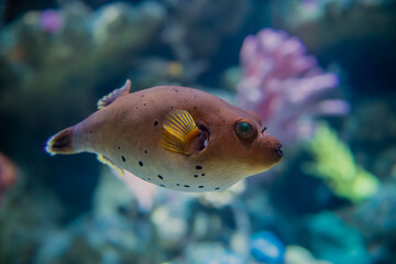 Blackspotted puffer © PixilRay
