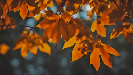A close-up of vibrant autumn leaves on a sunny day - obrazy, fototapety, plakaty