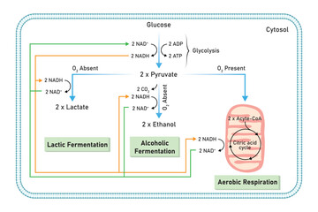 Aerobic and Anaerobic Respiration Scientific Design. Vector Illustration.