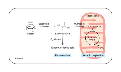 Aerobic and Anaerobic Respiration Scientific Design. Vector Illustration.