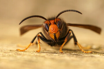 Facial closeup on a worker of the invasive Asian hornet pest species, Vespa velutina, a major...