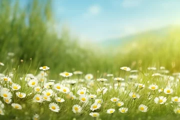 Foto op Plexiglas Weide Beautiful wild flowers chamomile. Spring summer background. Landscape wide format, copy space, warm green colors. generative ai.