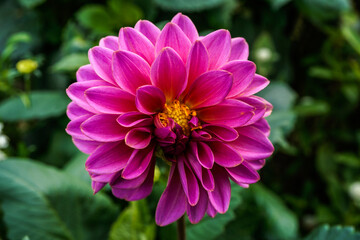 Bright pink dahlia flower in an outdoor garden space.