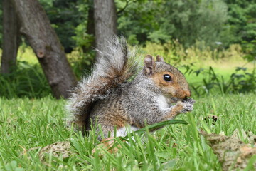 Squirrel in the woods eating a nut