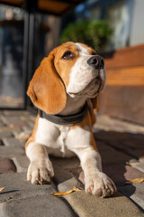 Beautiful and funny beagle puppy dog lies on the street near a cafe urban background. Cute dog portrait outdoor