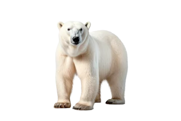 Foto op Canvas Polar Bear isolated on a transparent background. Animal front view portrait.  © Laser Eagle