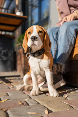 Beautiful and funny beagle puppy dog lies on the street near a cafe urban background. Cute dog portrait outdoor. Looking at camera