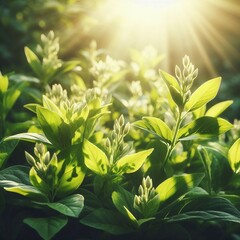 Natural background with young juicy green foliage and white buds in sunlight.