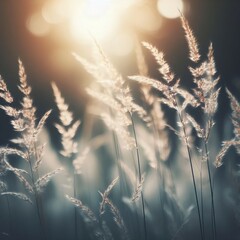 High grass with soft focus and beautiful bokeh, macro. Natural gentle plant background