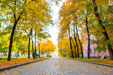 Pathway covered by yellow leaves in autumnal park. Beautiful park in fall season. Peaceful autumn trees with falling yellow leaves in the park