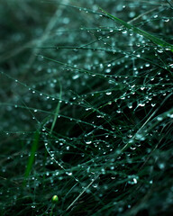 Green grass with raindrops 