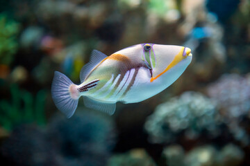 Fototapeta na wymiar Colorful Lagoon Trigger fish swimming