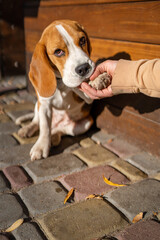 Beautiful and funny beagle puppy dog smart trained puppy gives paw to owner on the street near a cafe urban background. Cute dog portrait outdoor.