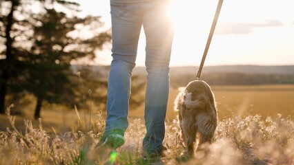 Cocker spaniel dog sniffs grass walking with man owner along rural field