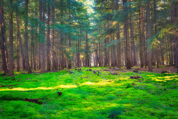 Wald - Sonnenstrahlen - Beautiful - Rays - Sunlight - Forest - Green - Silent - Summer - Morning - Landscape - Scenic - Woodland - Nature - Concept - Ecology - Environment	