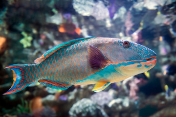 Spotted parrotfish swimming