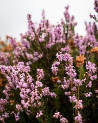 Pink and orange autumn wildflowers 