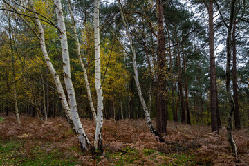 Silver birches in Cat's Bottom forest in autumn, Sandringham, Norfolk