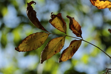 autumn leaves on the tree