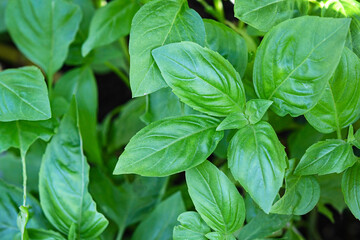 Basil plant background