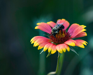 Carpenter bee on a Blanket flower