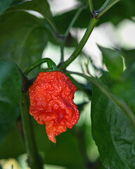 Ripe Carolina Reaper pepper on the plant